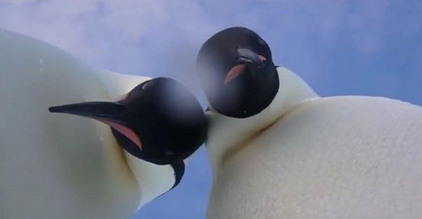Snimka s Antarktike: Selfie ovih pingvina najbolja je stvar koju ćete vidjeti danas