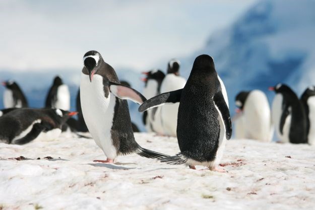 Uginulo ih je više od 150.000: Na Antarktici zbog goleme sante leda masovno izumiranje pingvina