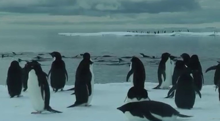 Tisuće pingvina uginulo od gladi na Antarktici