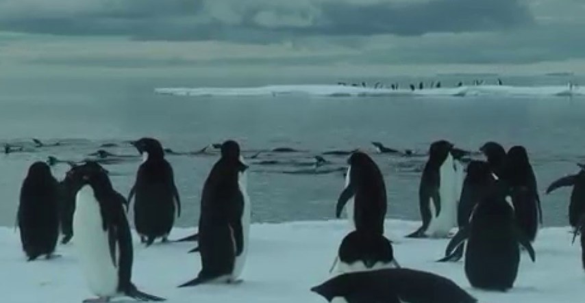 Tisuće pingvina uginulo od gladi na Antarktici