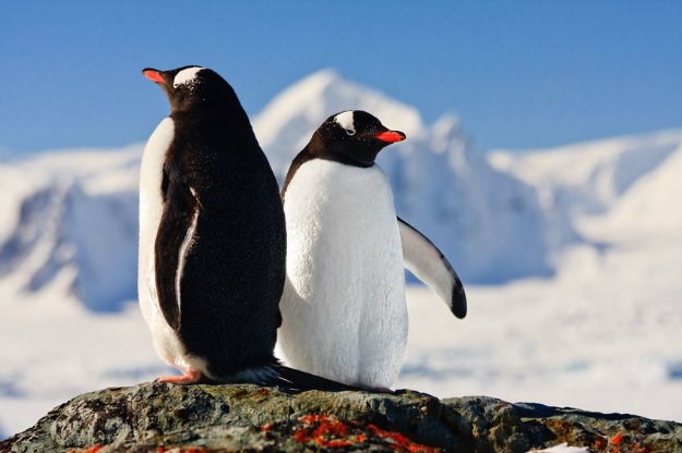 Super ptice: Otkriveno zašto se pingvini ne zalede