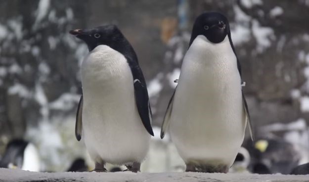Pingvinski homoseksualni par prebačen u zoološki vrt u kojem mogu biti ono što jesu