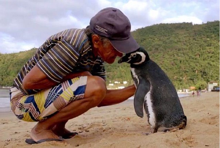 VIDEO Pingvin svake godine prepliva osam tisuća km kako bi posjetio čovjeka koji ga je spasio