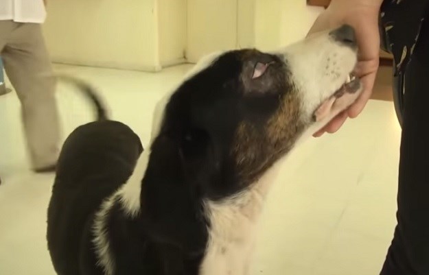 Argentinski Hachiko: Pas luta hodnicima bolnice i traži vlasnika koji je preminuo