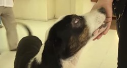Argentinski Hachiko: Pas luta hodnicima bolnice i traži vlasnika koji je preminuo