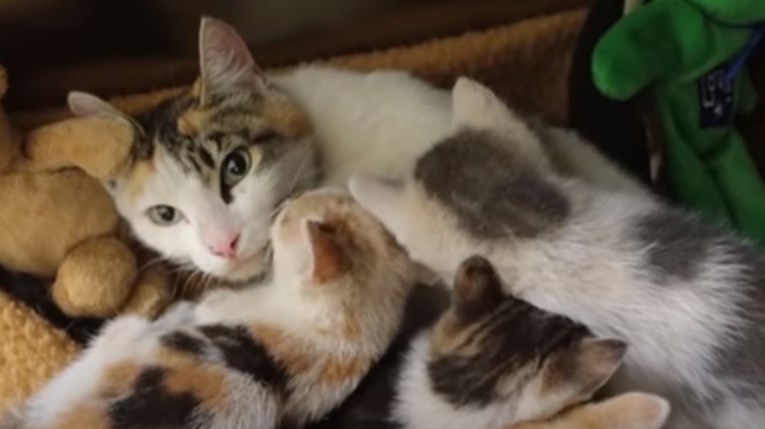 VIDEO Mama maca i njezini mačići ponovno su zajedno i uživaju u sigurnosti azila