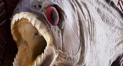Zanimljivosti o piranjama - "krvoločnim ribama ubojicama ljudi"