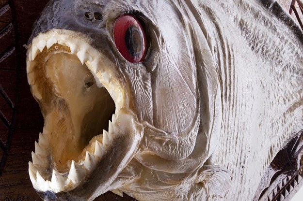 Zanimljivosti o piranjama - "krvoločnim ribama ubojicama ljudi"