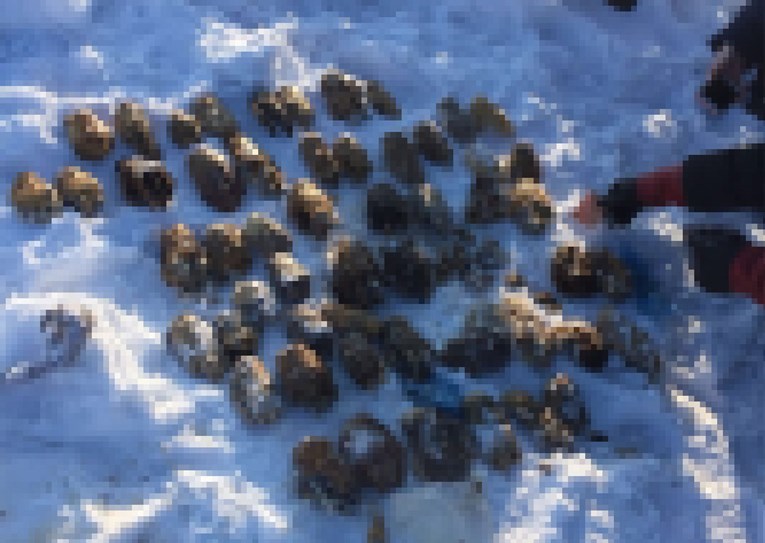 UZNEMIRUJUĆE Ruski ribar na plaži našao torbu s 52 ljudske šake