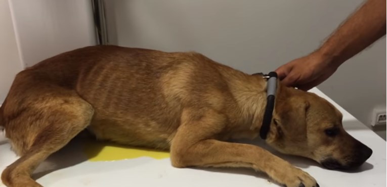 VIDEO Spasili su psa iz neljudskih uvjeta, a on je bio toliko loše da se upiškio od straha