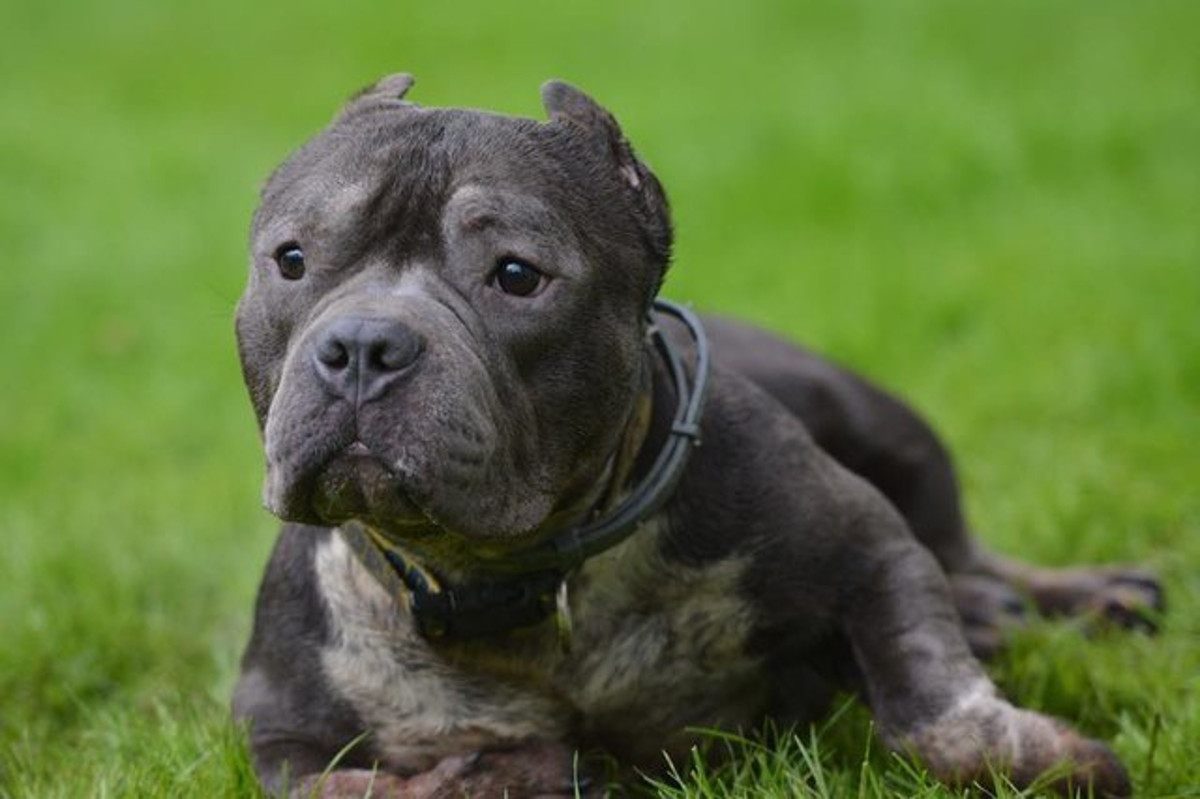 Spašeni pit bull imao je vrlo težak život, a ovi su mu ljudi pružili novu šansu