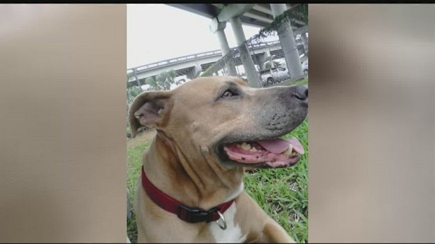 Pit bull poginuo spašavajući vlasnika od aligatora
