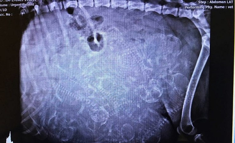 Netko je ostavio skotnu pit bullicu, kod veterinara su otkrili "bezbroj štenaca"