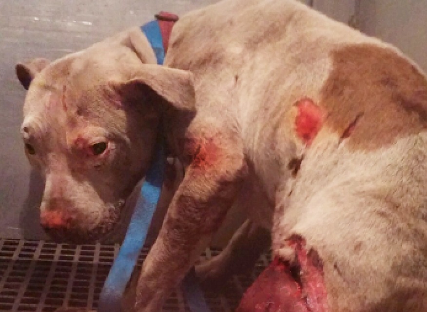 Ova ženka pit bulla je pravi borac! Niti vlak je ne može ubiti