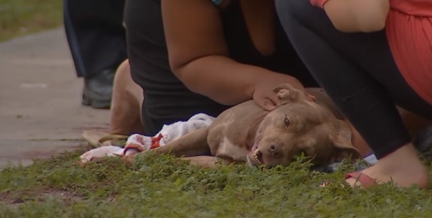 Uznemirujuća snimka: Pogledajte što se dogodi kad pit bull napadne čovjeka