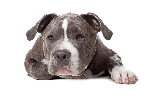 Pit bull čuvao ozlijeđenog vlasnika! Za ´nagradu´  mu prijeti smrtna kazna
