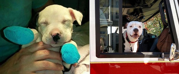 Pit bull spašen iz požara postao počasni vatrogasac