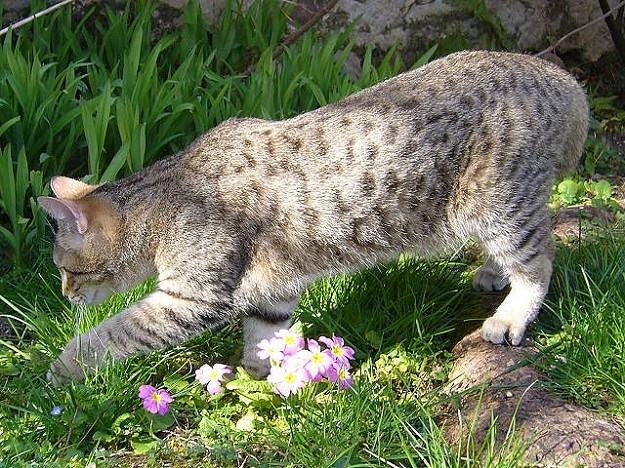 Pixie - Bob mačka:  Svaka sličnost s divljim risom je namjerna!