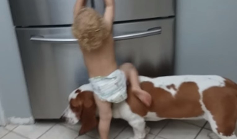 VIDEO Dvogodišnjak i njegov pesonja udružili su snage kako bi došli do hrane u hladnjaku