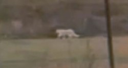 Snimka "posvađala" struku i obične ljude: Albino lav ili samo velika kućna mačka?