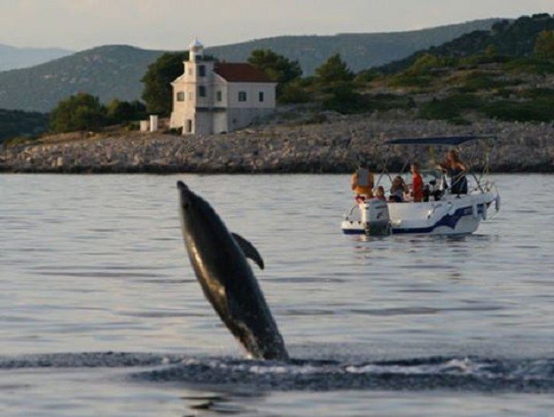 Vidjeli ste dupina ili morsku kornjaču? Otkrivamo kako im možete pomoći