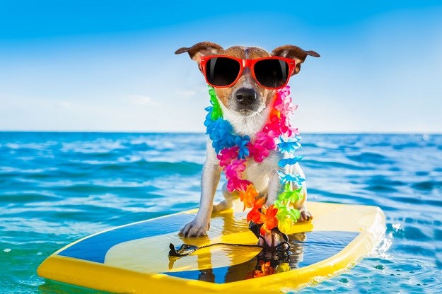 POZIV ČITATELJIMA Javite nam lokacije pet friendly plaža za pse!