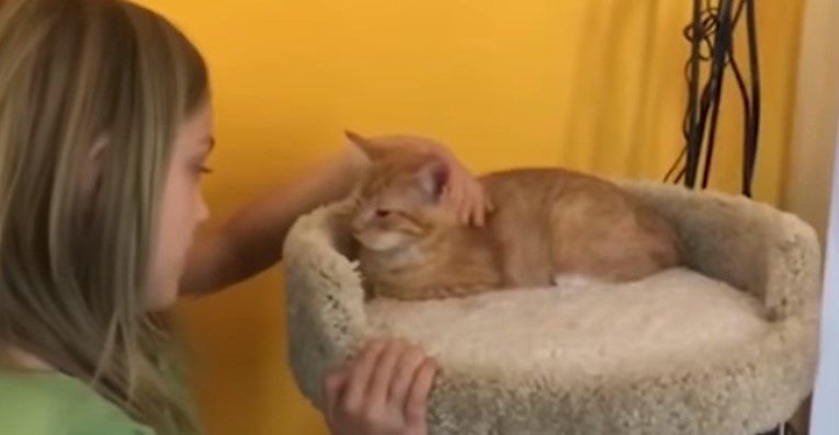 VIDEO Curica je dobila mačića za rođendan, a njezina je reakcija raznježila svijet