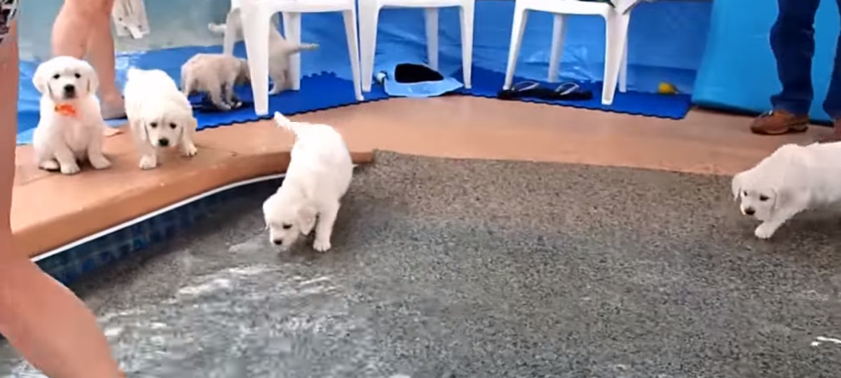 VIDEO Maleni zlatni retriveri prvi su put zaplivali i to izgleda preslatko
