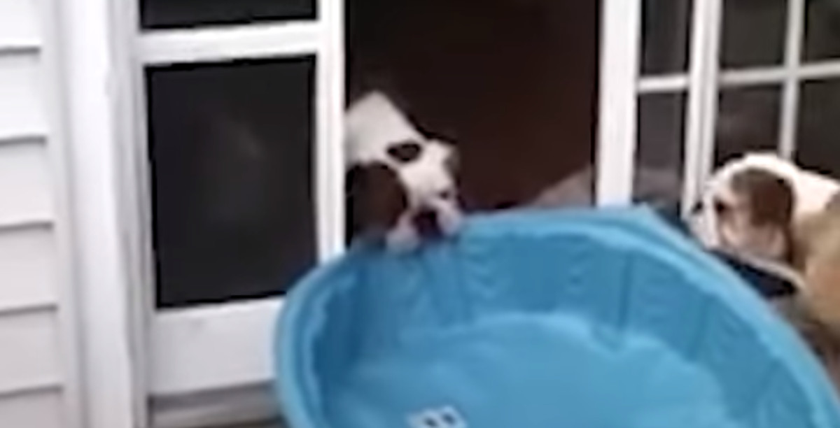 VIDEO Psi genijalci pronašli su sjajna rješenja za svoje "probleme"