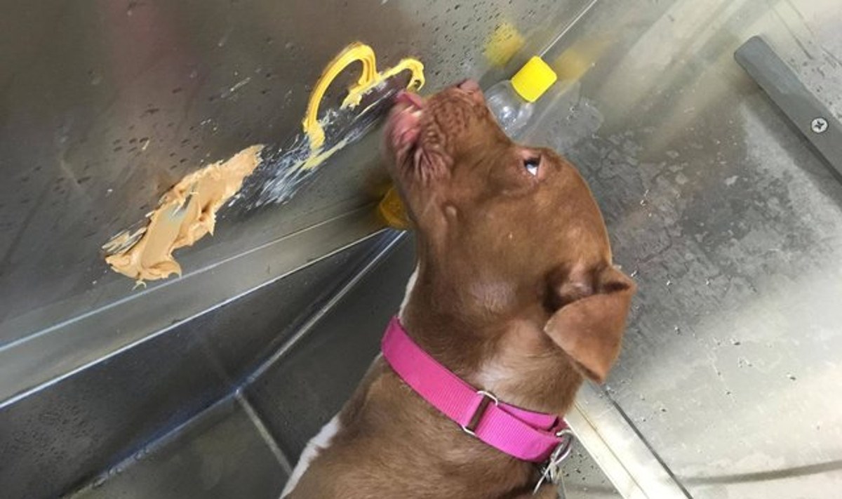 Radnici azila dosjetili su se genijalnog načina na koji možete olakšati psu kupanje