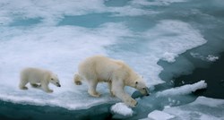 Broj polarnih medvjeda mogao bi se smanjiti za trećinu do sredine stoljeća