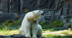 Calais: Tri migranta i polarni medvjed pronađeni u kamionu na putu u UK