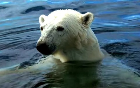 ima li polarnih medvjeda u labradoru