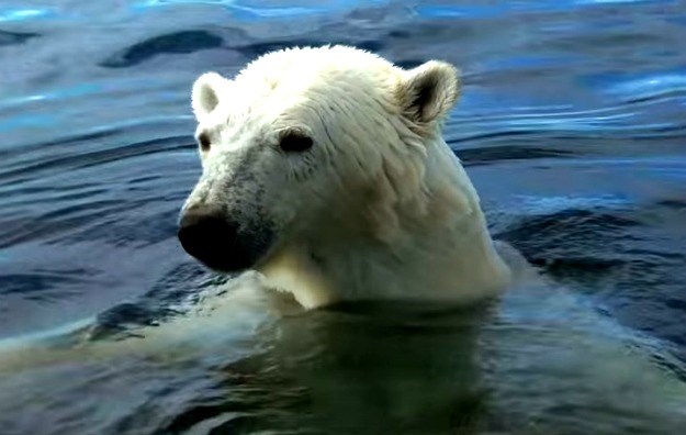 Broj polarnih medvjeda nastavlja se naglo smanjivati: Prijeti li i njima opasnost od izumiranja?