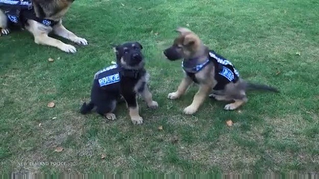 Najslađi policijski psi: I oni će jednog dana spašavati živote!