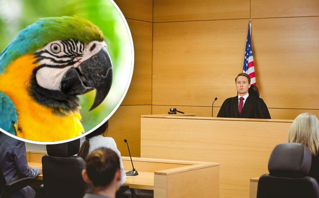 Papagaj bi mogao postati ključni svjedok na suđenju za brutalno ubojstvo u Michiganu