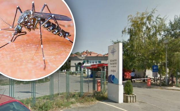 Virus Zapadnog Nila ponovno u Hrvatskoj? HZJZ upozorava: "Zaštitite vrata i prozore od komaraca"