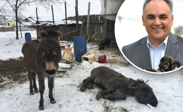 Antun Ponoš magarce koji su bili na rubu smrti vodi u Zagreb: "Spasili smo ih iz pakla"
