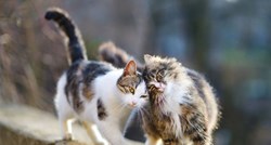 Doznajemo: Poreč prvi u Hrvatskoj dobiva sklonište za napuštene mačke!