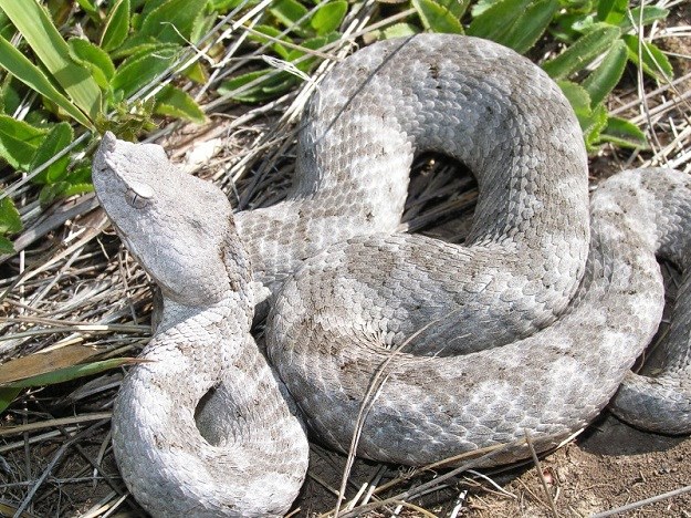 Oprez! Otrovne zmije u  Hrvatskoj još ne spavaju zimski san