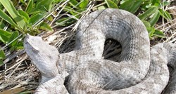Oprez! Otrovne zmije u  Hrvatskoj još ne spavaju zimski san