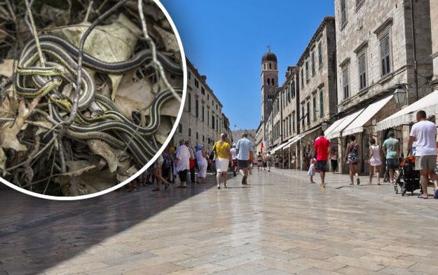 U centru Dubrovnika nalazi se leglo poskoka, a nadležni ne poduzimaju ništa