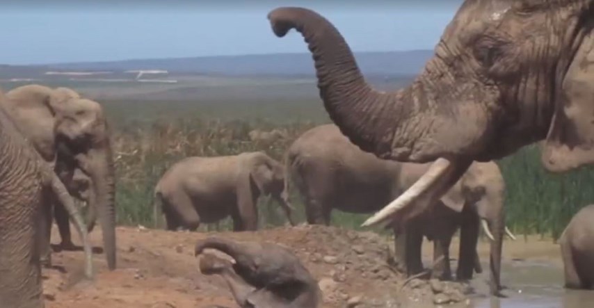 VIDEO Slonić se našao na putu napaljenom slonu, potresna snimka njegove osvete šokirala turiste