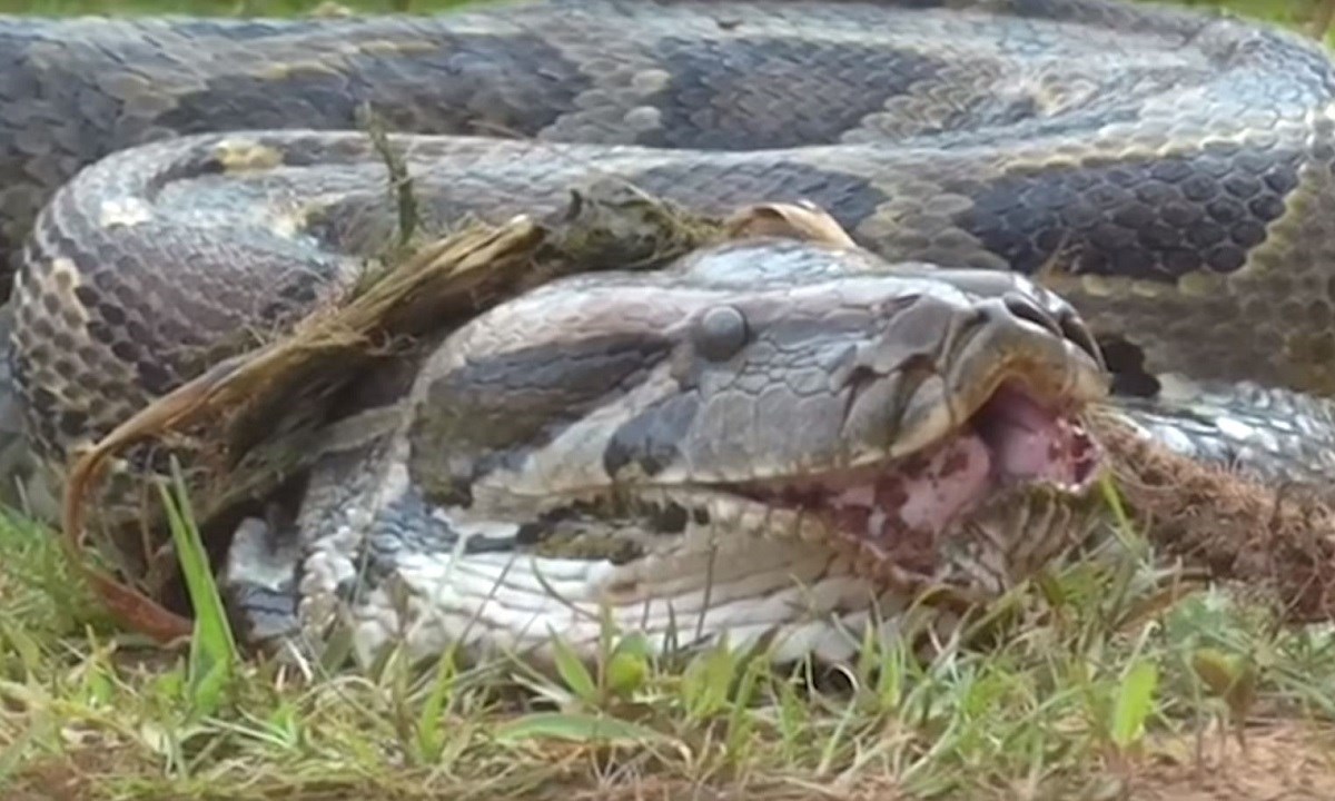 VIDEO Ogromni piton progutao čitavu kozu