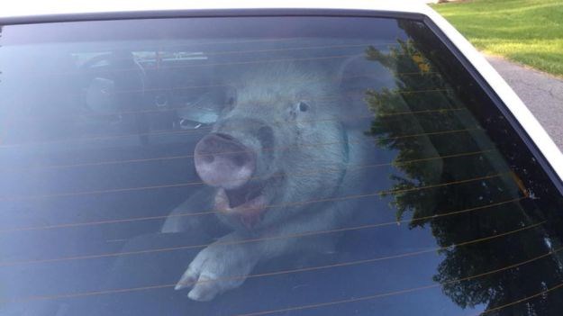 Policija uhitila svinju, a onda im je svinja usvinjila auto