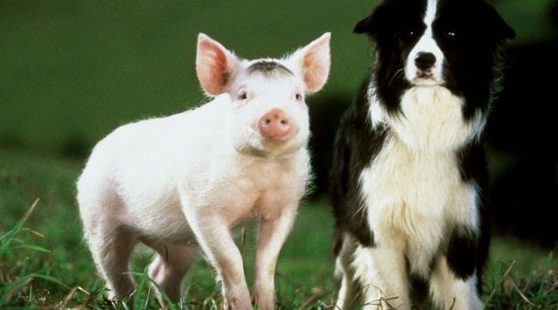 Zašto je prihvatljivo jesti svinje, a ne pse?