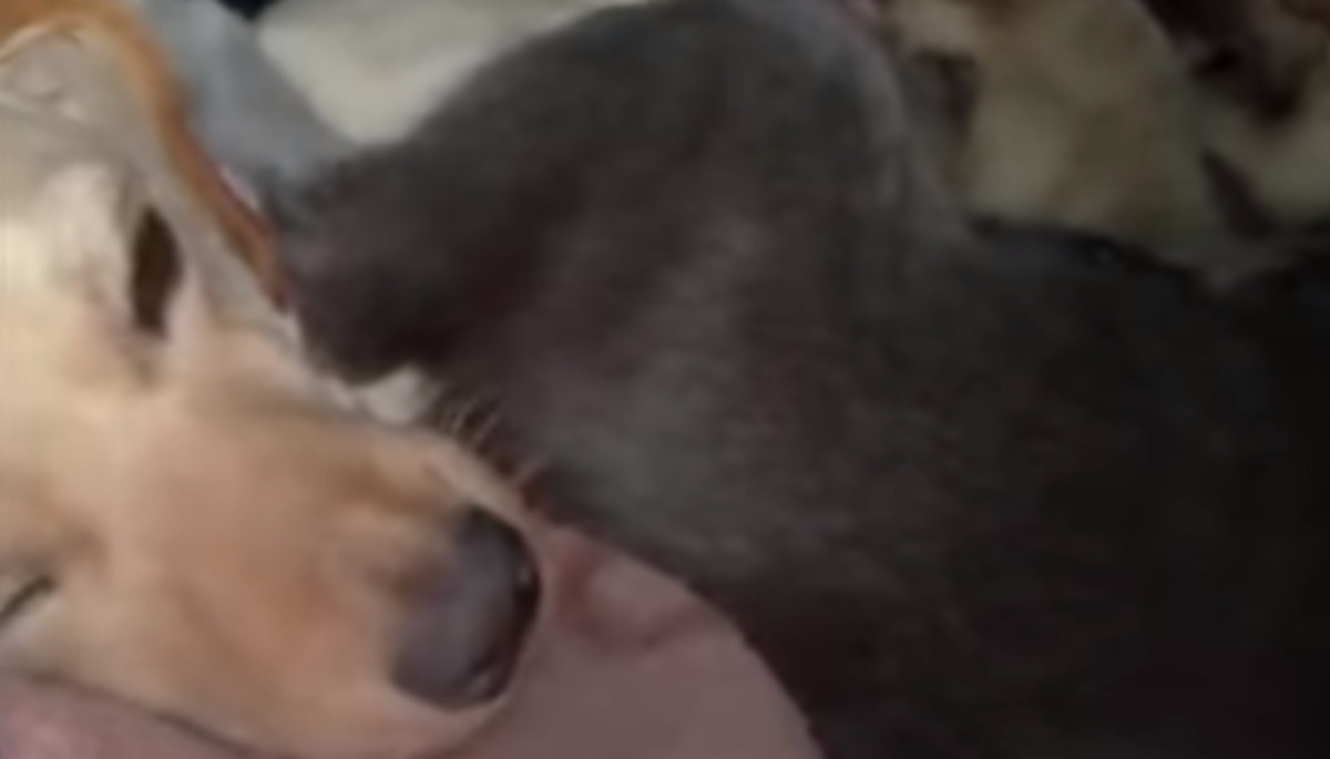VIDEO Napravio je kućicu za skotnu kujicu i njezine štence, a nije ni sanjao da će u njoj pronaći ovo