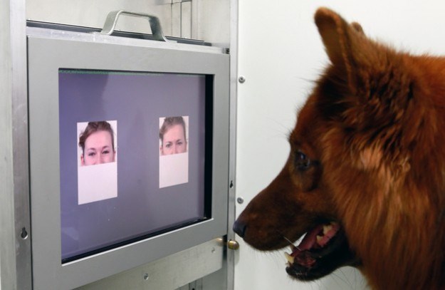 Psi mogu prepoznati emocije na ljudskim licima