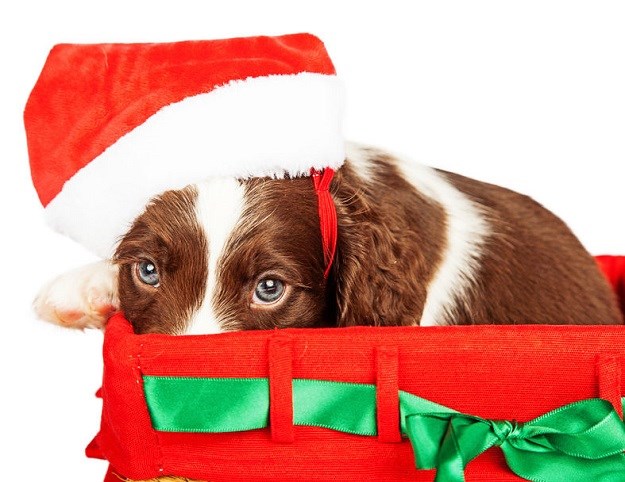VIDEO Ne vole svi blagdane: Neki psi plaše se božićnog drvca i Djeda Mraza!