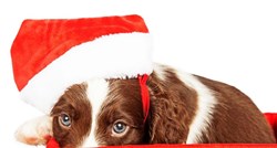 VIDEO Ne vole svi blagdane: Neki psi plaše se božićnog drvca i Djeda Mraza!